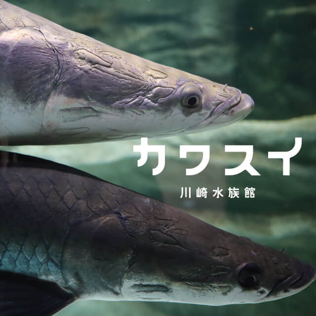 入館チケット（高校生）交換用チケット