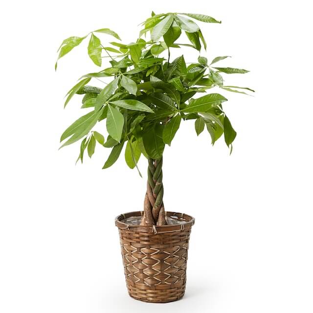 パキラ 7号 観葉植物 ( 木目カゴ 鉢カバー付 )