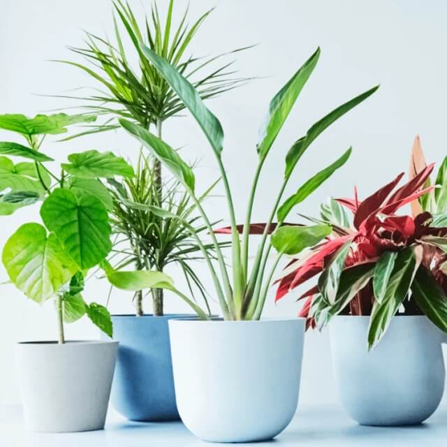観葉植物・お花のギフトチケット2000円